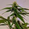семена конопли в интернете Auto CBD White Widow feminised семена конопли в интернете Auto CBD White Widow feminised