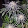 заказ семян конопли 707 Truthband by Emerald Mountain feminised Humboldt Seeds заказ семян конопли 707 Truthband by Emerald Mountain feminised Humboldt Seeds