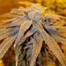 семена конопли наложенным платежом 707 Truthband by Emerald Mountain feminised Humboldt Seeds семена конопли наложенным платежом 707 Truthband by Emerald Mountain feminised Humboldt Seeds