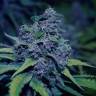 семена конопли гидропоники Sweet Purple feminised Paradise Seeds семена конопли гидропоники Sweet Purple feminised Paradise Seeds
