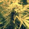 семена конопли недорого Royal Cheese (Fast Flowering) feminised Royal Queen семена конопли недорого Royal Cheese (Fast Flowering) feminised Royal Queen
