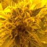 заказ семян конопли Москва Royal Cheese (Fast Flowering) feminised Royal Queen заказ семян конопли Москва Royal Cheese (Fast Flowering) feminised Royal Queen