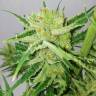 заказ семян конопли Sweet Amnesia Haze feminised Sweet Seeds заказ семян конопли Sweet Amnesia Haze feminised Sweet Seeds