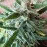 Семена марихуаны Auto Mandarine XXL feminised Ganja Seeds Семена марихуаны Auto Mandarine XXL feminised Ganja Seeds