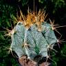 Купить семена кактуса Astrophytum ornatum var. mirbelii Купить семена кактуса Astrophytum ornatum var. mirbelii