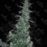 Auto Panama Lime feminised Ganja Seeds купить семена каннабиса в интернет-магазине Auto Panama Lime feminised Ganja Seeds купить семена каннабиса в интернет-магазине