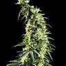 мощные семена конопли Hawaiian Snow feminised мощные семена конопли Hawaiian Snow feminised