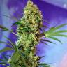 Auto Skaar feminised GanjaVIP Seeds Auto Skaar feminised GanjaVIP Seeds