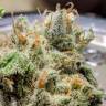 Auto Skaar feminised GanjaVIP Seeds Auto Skaar feminised GanjaVIP Seeds