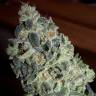 мощные семена конопли Alaskan Ice feminised Green House Seeds мощные семена конопли Alaskan Ice feminised Green House Seeds