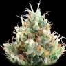 семена конопли интернет магазин Alaskan Ice feminised Green House Seeds семена конопли интернет магазин Alaskan Ice feminised Green House Seeds