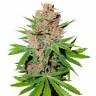 Passion Fruit feminised Dutch Passion Seeds Passion Fruit feminised Dutch Passion Seeds