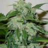 семена конопли скороспелый купить Auto Chronic Ryder feminised Doctors Choice семена конопли скороспелый купить Auto Chronic Ryder feminised Doctors Choice