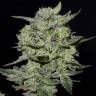 семена индийской конопли Auto Lemon AK feminised Fast Buds семена индийской конопли Auto Lemon AK feminised Fast Buds