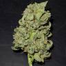 семена конопли в России Auto Lemon AK feminised Fast Buds семена конопли в России Auto Lemon AK feminised Fast Buds