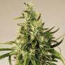 хорошие семена конопли Trainwreck feminised Humboldt Seeds хорошие семена конопли Trainwreck feminised Humboldt Seeds