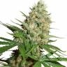 где можно заказать семена конопли Trainwreck feminised Humboldt Seeds где можно заказать семена конопли Trainwreck feminised Humboldt Seeds