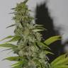 конопля семена сорта заказать Trainwreck feminised Humboldt Seeds конопля семена сорта заказать Trainwreck feminised Humboldt Seeds