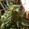 семена конопли почтой Sweet Cheese F1 Fast Version feminised Sweet Seeds семена конопли почтой Sweet Cheese F1 Fast Version feminised Sweet Seeds