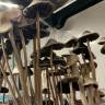 магазин псилоцибиновых спор Panaeolus Cyanescens Alabama магазин псилоцибиновых спор Panaeolus Cyanescens Alabama