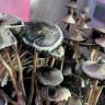 споры псилоцибиновый гриб купить в москве Panaeolus Cyanescens Alabama споры псилоцибиновый гриб купить в москве Panaeolus Cyanescens Alabama