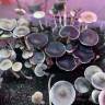 споры псилоцибиновых грибов закон рф Panaeolus Cyanescens Alabama споры псилоцибиновых грибов закон рф Panaeolus Cyanescens Alabama
