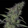 мощные сорта конопли Auto Somango x Blueberry feminised мощные сорта конопли Auto Somango x Blueberry feminised