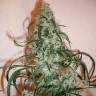 семена сортовой конопли Super Lemon Haze feminised Green House Seeds семена сортовой конопли Super Lemon Haze feminised Green House Seeds