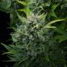 семена конопли для курения Auto White Cheese feminised Dinafem Seeds семена конопли для курения Auto White Cheese feminised Dinafem Seeds