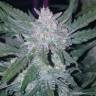семена конопли сорта сатива Auto Mexican Airlines feminised Fast Buds семена конопли сорта сатива Auto Mexican Airlines feminised Fast Buds