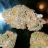 семена конопли с доставкой Auto Lavender regular семена конопли с доставкой Auto Lavender regular