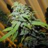 урожайные семена конопли Super Silver Haze CBD feminised Green House Seeds урожайные семена конопли Super Silver Haze CBD feminised Green House Seeds