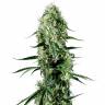 купить семена конопли Super Silver Haze CBD feminised Green House Seeds купить семена конопли Super Silver Haze CBD feminised Green House Seeds