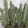 Power Plant feminised Dutch Passion Seeds Power Plant feminised Dutch Passion Seeds