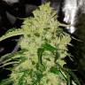 семена конопли марихуаны Auto Northern Express feminised Fast Buds семена конопли марихуаны Auto Northern Express feminised Fast Buds