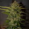 семена конопли элитных сортов Auto Northern Express feminised Fast Buds семена конопли элитных сортов Auto Northern Express feminised Fast Buds