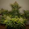 семена конопли в интернете Auto Northern Express feminised Fast Buds семена конопли в интернете Auto Northern Express feminised Fast Buds