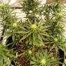 семена конопли f1 в оригинальной упаковке Hawaii Maui Waui feminised Nirvana Seeds семена конопли f1 в оригинальной упаковке Hawaii Maui Waui feminised Nirvana Seeds