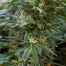 семена конопли феминизированные Hawaii Maui Waui feminised Nirvana Seeds семена конопли феминизированные Hawaii Maui Waui feminised Nirvana Seeds