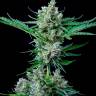 мощные семена конопли Jet 47 feminised мощные семена конопли Jet 47 feminised