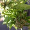 где заказать семена конопли Super Lemon Haze CBD feminised Green House Seeds где заказать семена конопли Super Lemon Haze CBD feminised Green House Seeds