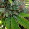 семена конопли почтой Super Lemon Haze CBD feminised Green House Seeds семена конопли почтой Super Lemon Haze CBD feminised Green House Seeds