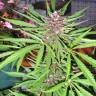 Purple#1 feminised Dutch Passion Seeds Purple#1 feminised Dutch Passion Seeds