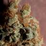 California Hash Plant feminised Dinafem Seeds California Hash Plant feminised Dinafem Seeds