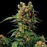 California Hash Plant feminised Dinafem Seeds California Hash Plant feminised Dinafem Seeds