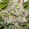 California Hash Plant feminised Dinafem Seeds California Hash Plant feminised Dinafem Seeds