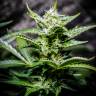 семена конопли индика Auto Atameken feminised Bang Seeds семена конопли индика Auto Atameken feminised Bang Seeds