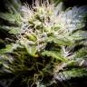 где заказать семена конопли Auto Atameken feminised Bang Seeds где заказать семена конопли Auto Atameken feminised Bang Seeds