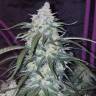 семена конопли гидропоники Auto Pineapple Express feminised Fast Buds семена конопли гидропоники Auto Pineapple Express feminised Fast Buds
