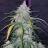 семена конопли дешево Auto Pineapple Express feminised Fast Buds семена конопли дешево Auto Pineapple Express feminised Fast Buds